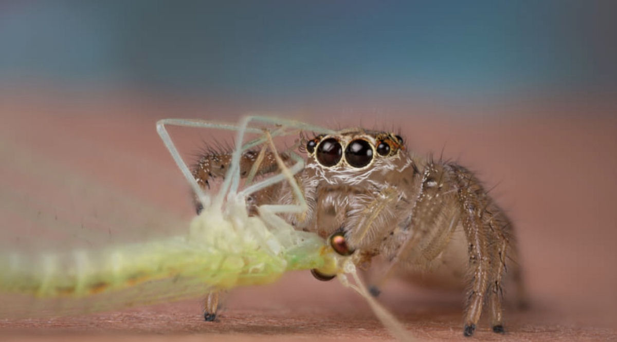 Estas fotos de aranhas devorando insetos so o lembrete perfeito da belssima brutalidade do reino animal 11