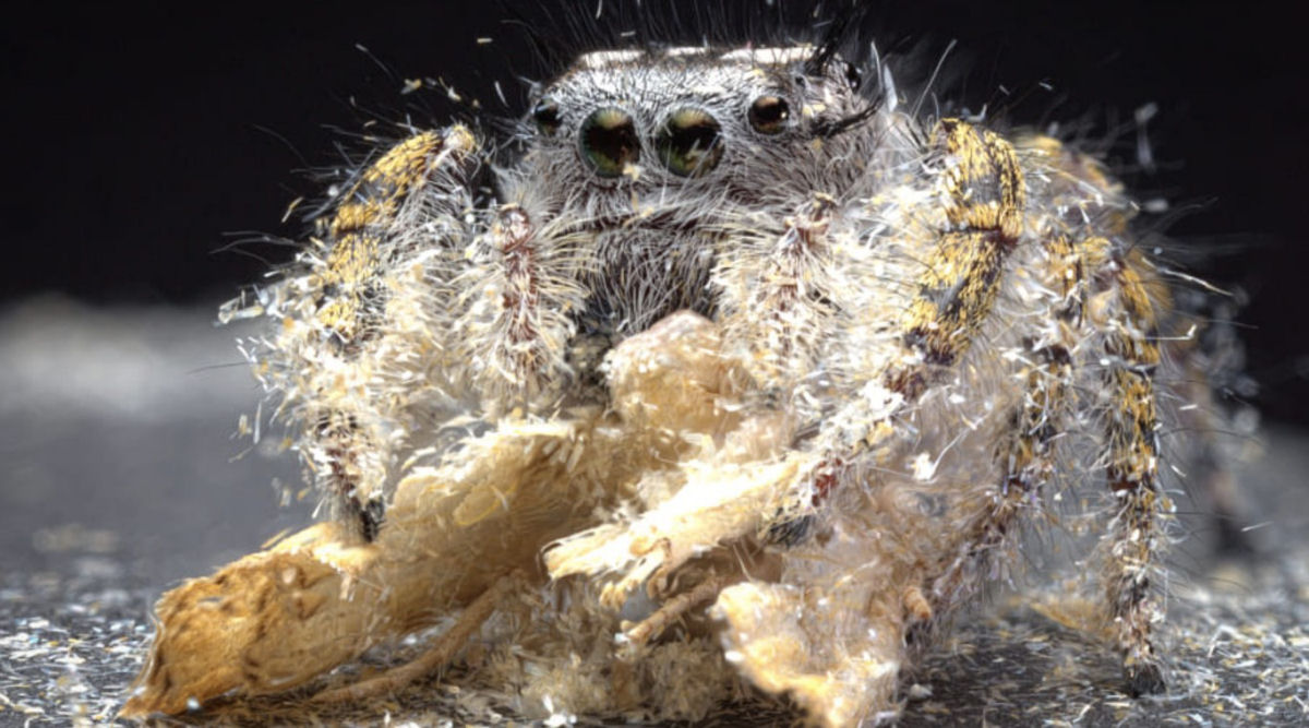 Estas fotos de aranhas devorando insetos so o lembrete perfeito da belssima brutalidade do reino animal 12