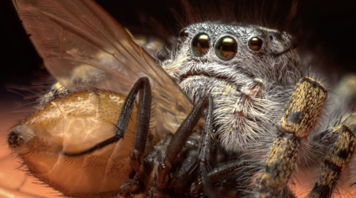 Estas fotos de aranhas devorando insetos so o lembrete perfeito da belssima brutalidade do reino animal 13