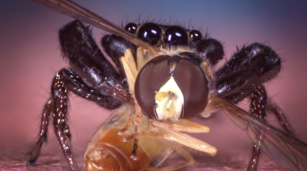 Estas fotos de aranhas devorando insetos so o lembrete perfeito da belssima brutalidade do reino animal 15