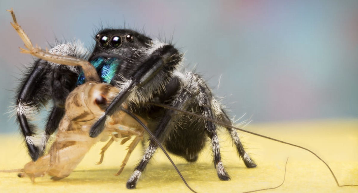 Estas fotos de aranhas devorando insetos so o lembrete perfeito da belssima brutalidade do reino animal 16