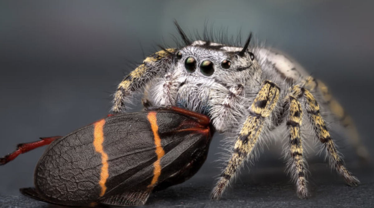 Estas fotos de aranhas devorando insetos so o lembrete perfeito da belssima brutalidade do reino animal 17