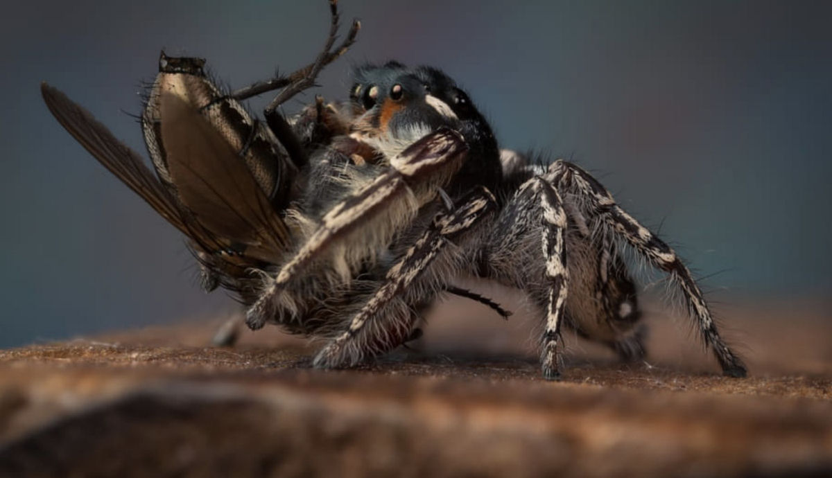 Estas fotos de aranhas devorando insetos so o lembrete perfeito da belssima brutalidade do reino animal 18