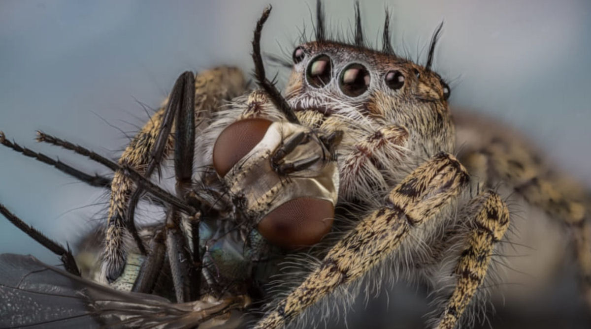 Estas fotos de aranhas devorando insetos so o lembrete perfeito da belssima brutalidade do reino animal 19