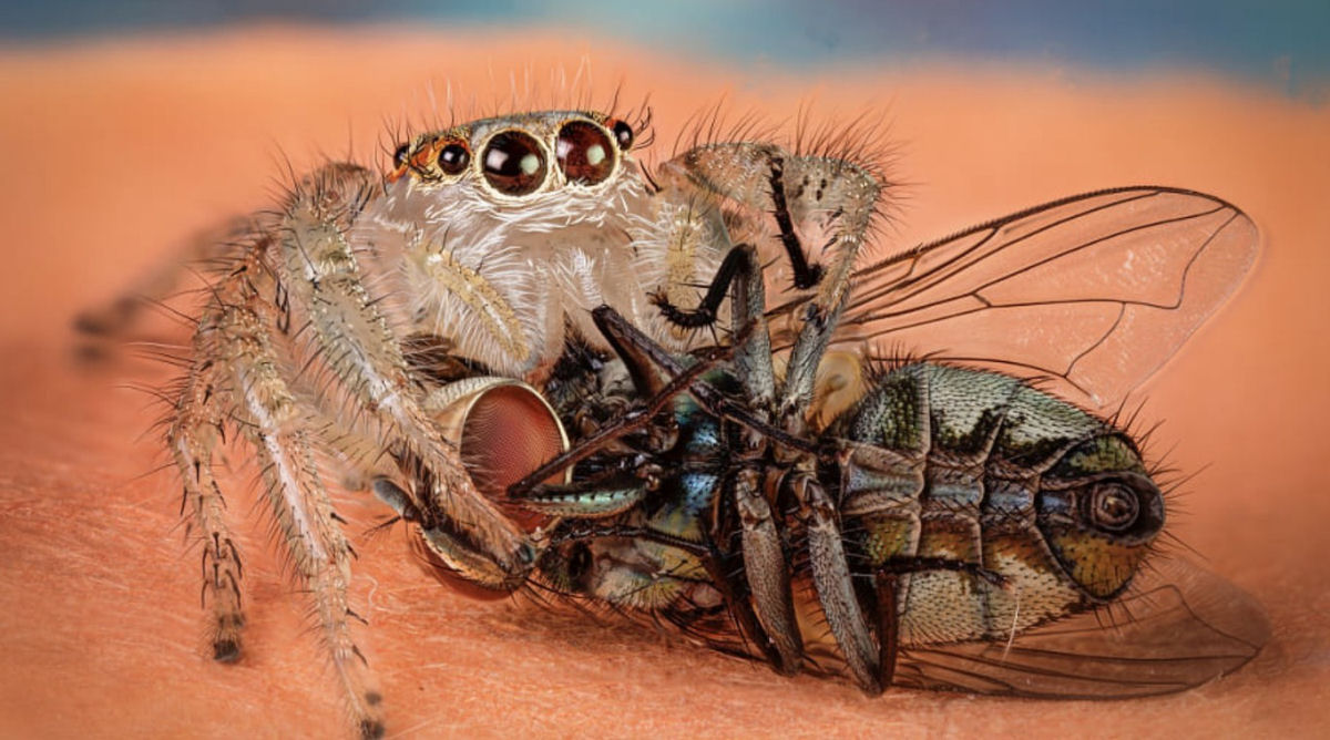 Estas fotos de aranhas devorando insetos so o lembrete perfeito da belssima brutalidade do reino animal 20