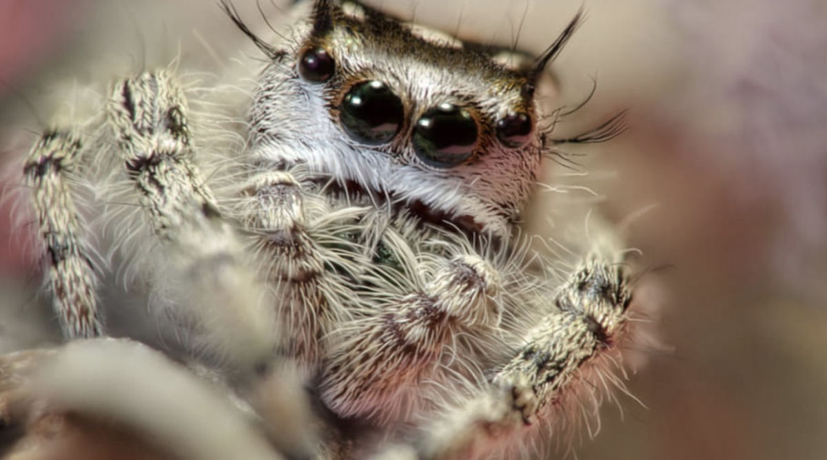 Estas fotos de aranhas devorando insetos so o lembrete perfeito da belssima brutalidade do reino animal 21