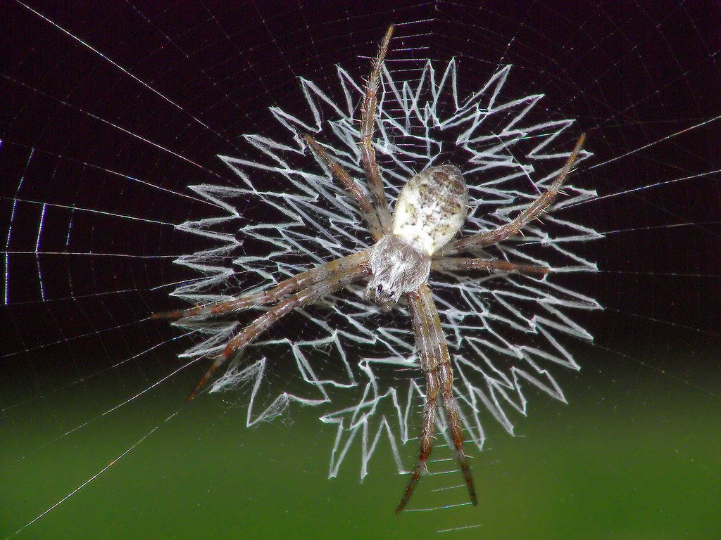 Ninguém sabe ao certo porque algumas aranhas decoram suas teias