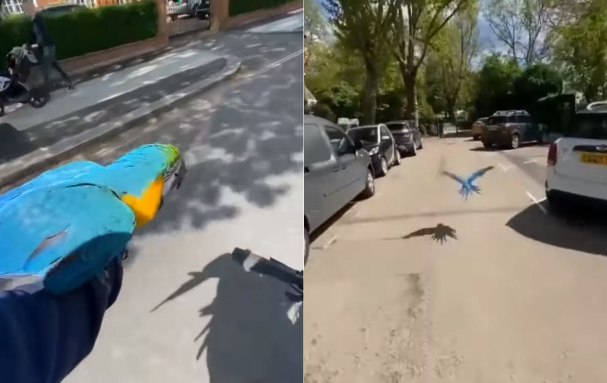 Ciclista leva suas araras para um voo pela vizinhança
