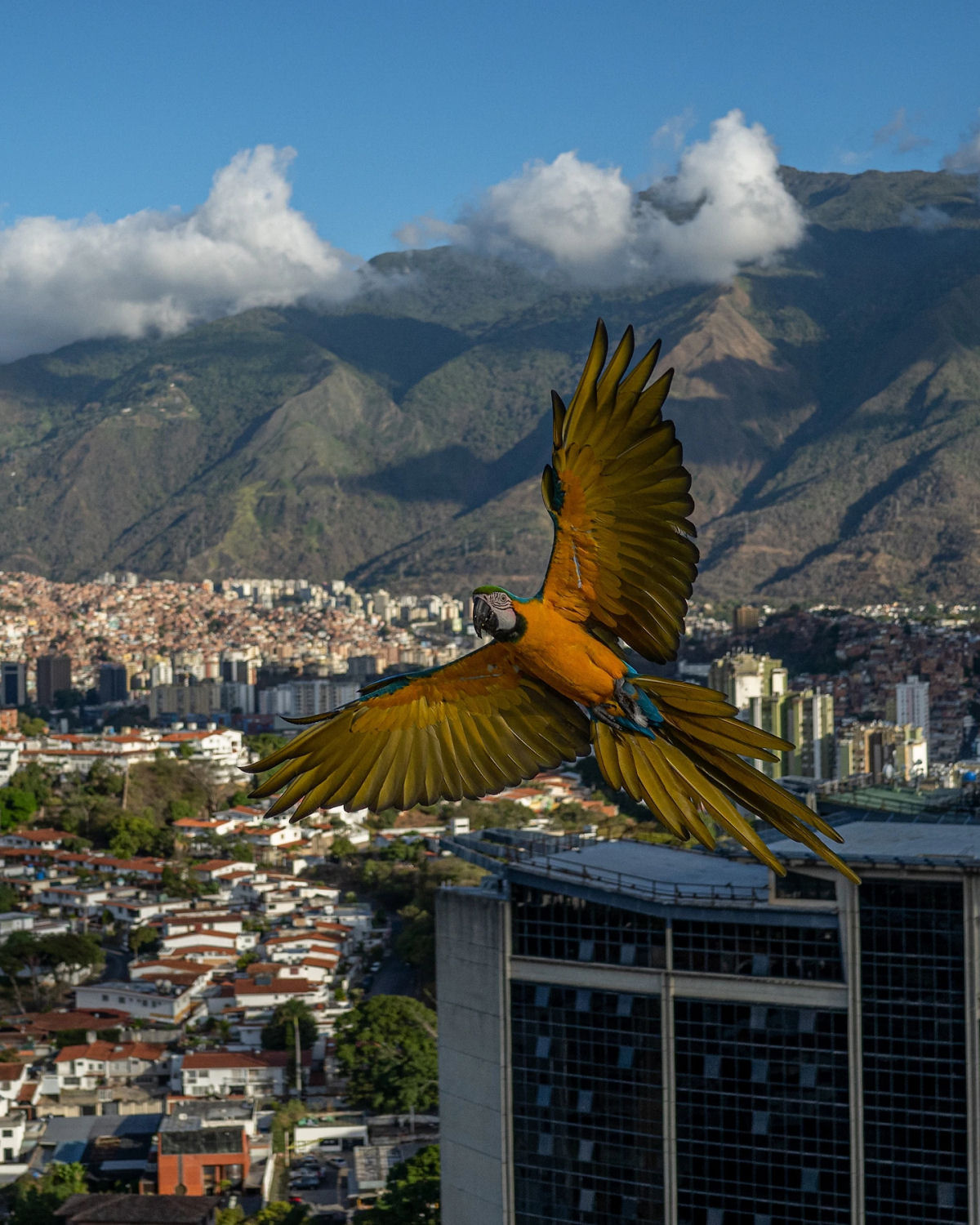 As amadas e coloridas araras da capital da Venezuela