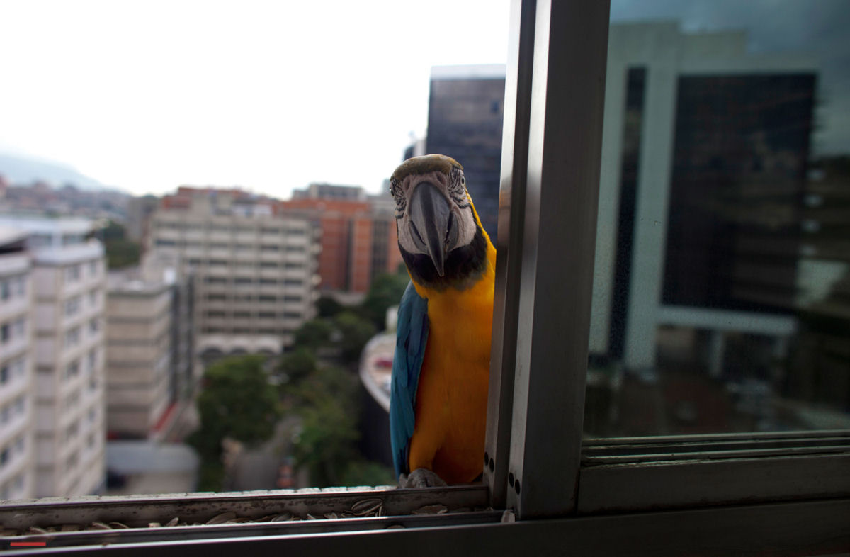 As amadas e coloridas araras da capital da Venezuela