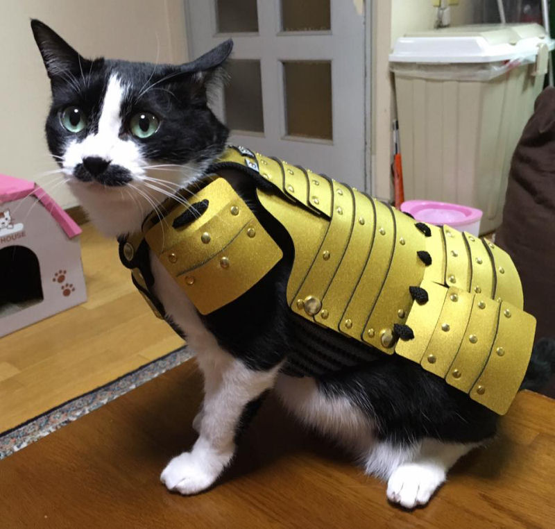 Empresa japonesa faz armaduras personalizadas de samurai para gatos e cães 03