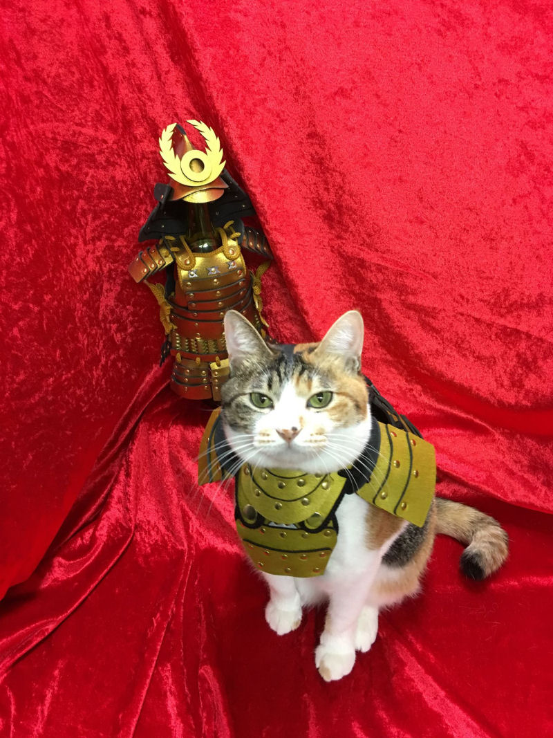 Empresa japonesa faz armaduras personalizadas de samurai para gatos e cães 05