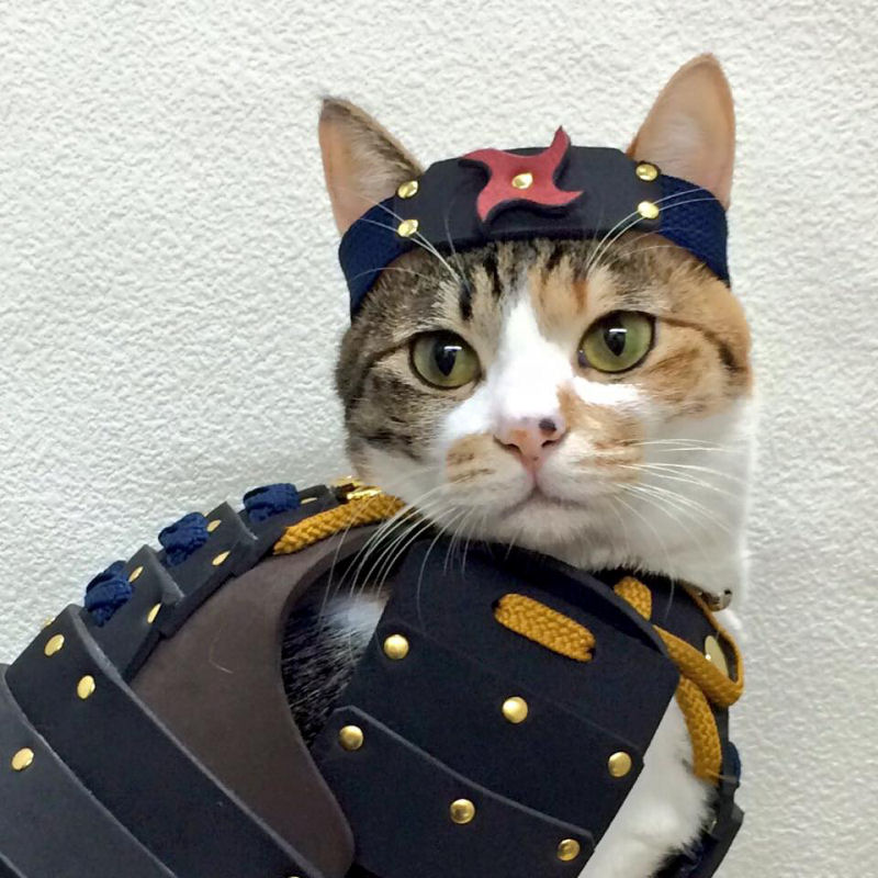 Empresa japonesa faz armaduras personalizadas de samurai para gatos e cães 06