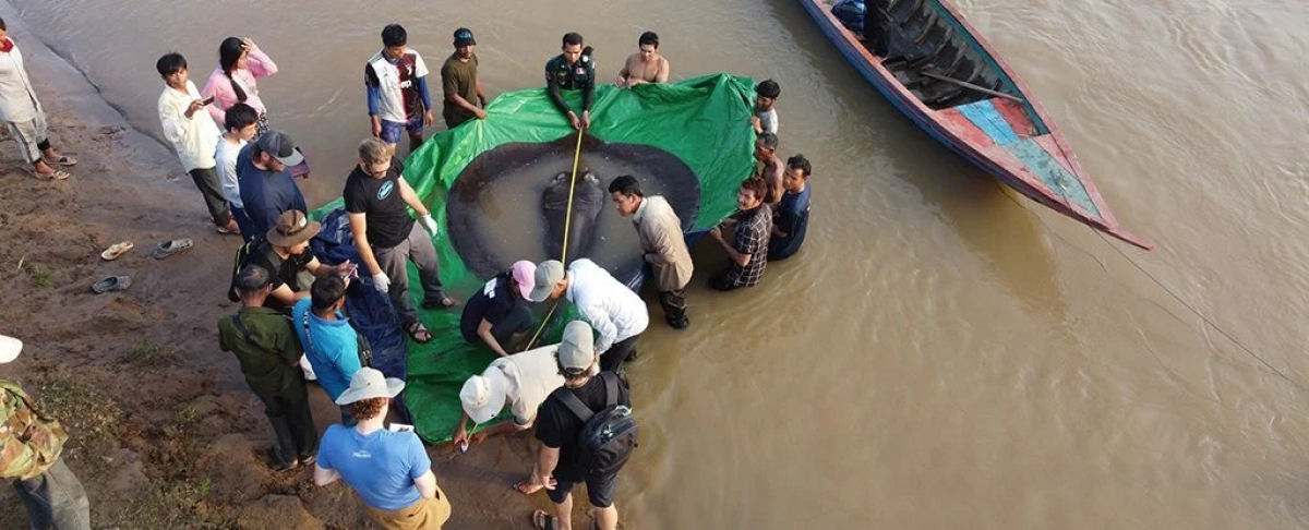 Capturam o maior peixe de água doce já registrado no Camboja