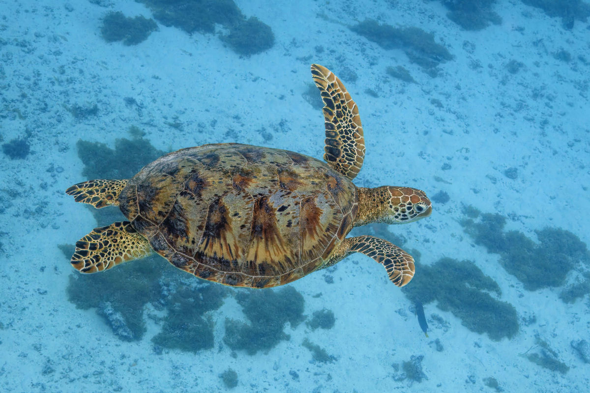 A aptidão inacreditável de sobrevivência da aruanã tirou-a do risco de extinção
