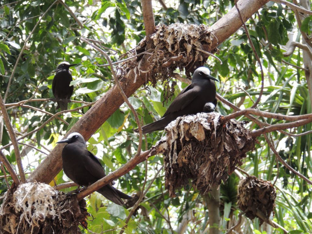 Pisonia: a árvore assassina de pássaros
