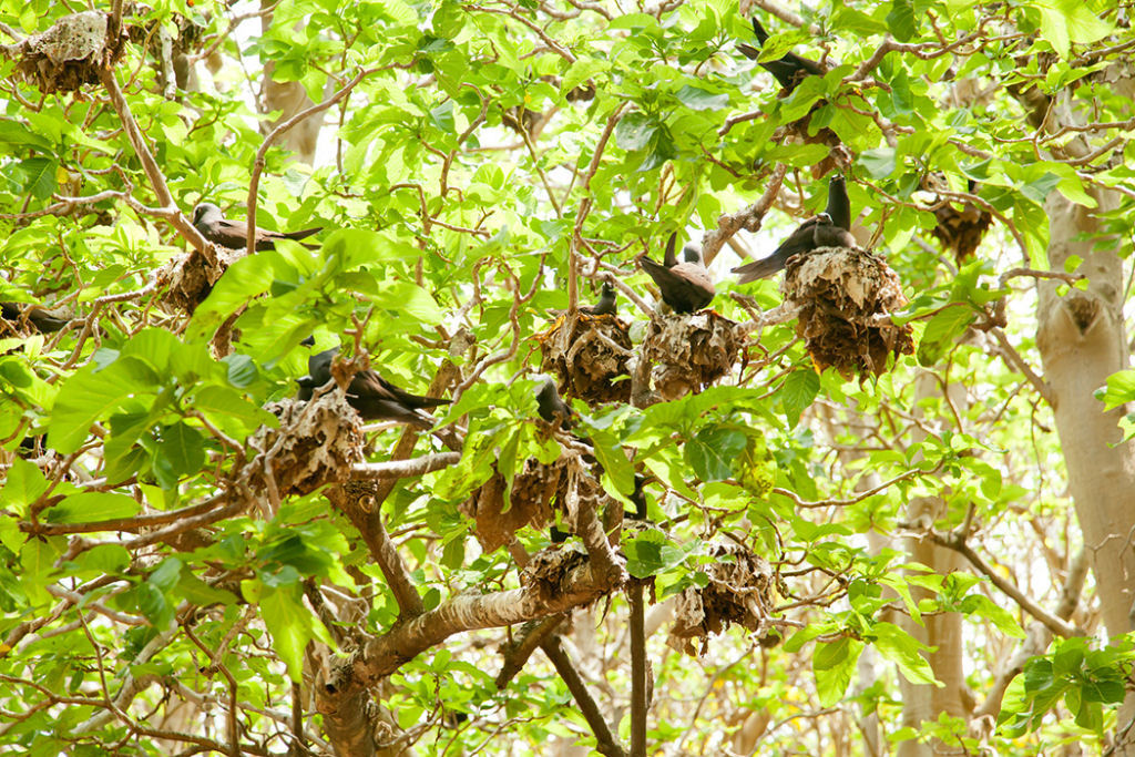 Pisonia: a árvore assassina de pássaros
