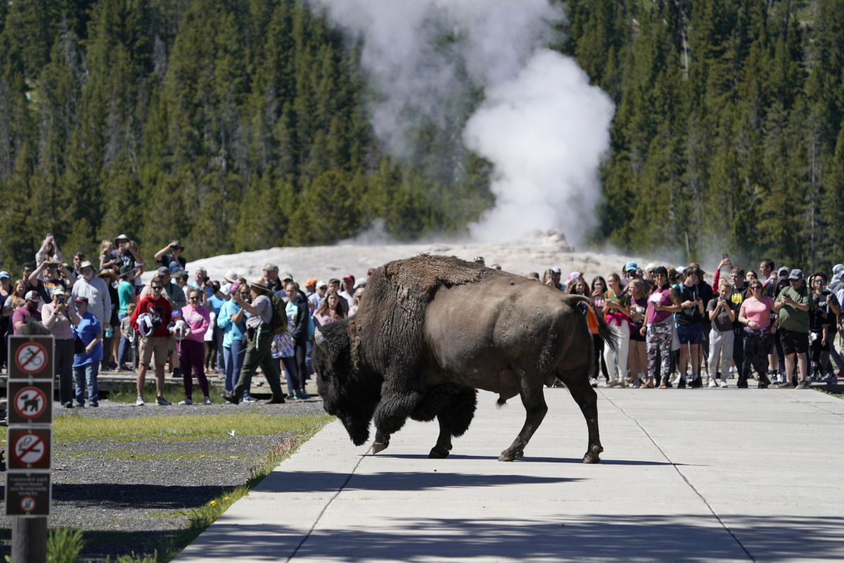 Vídeo viral nos lembra por que é boa ideia ficar longe de bisões no Parque Nacional de Yellowstone