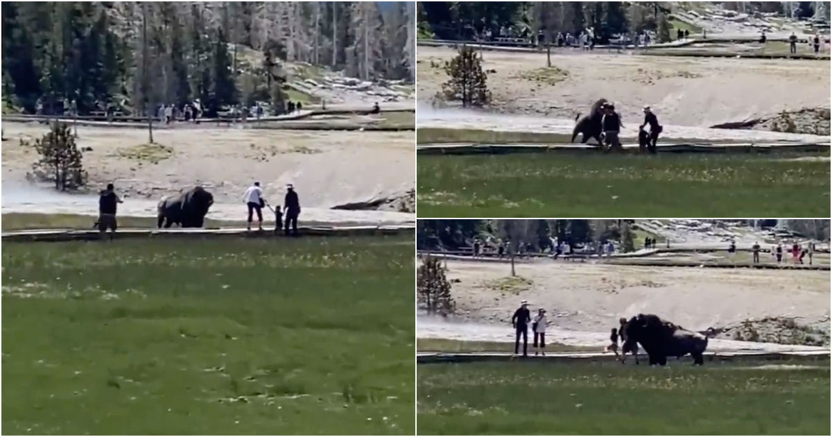Esta é a segunda vez este mês que um bisão chifra alguém por se aproximar demais em Yellowstone