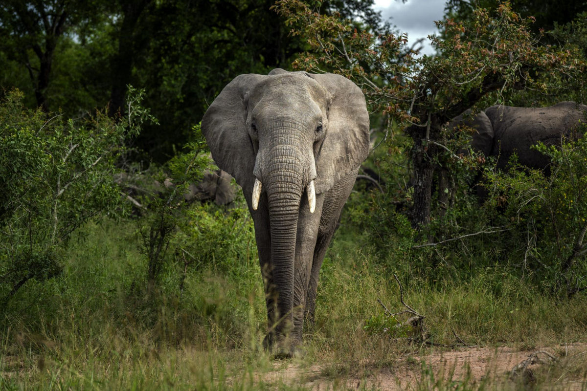 Estes animais descobriram da pior forma que não é bom ficar no caminho de um elefante irritado