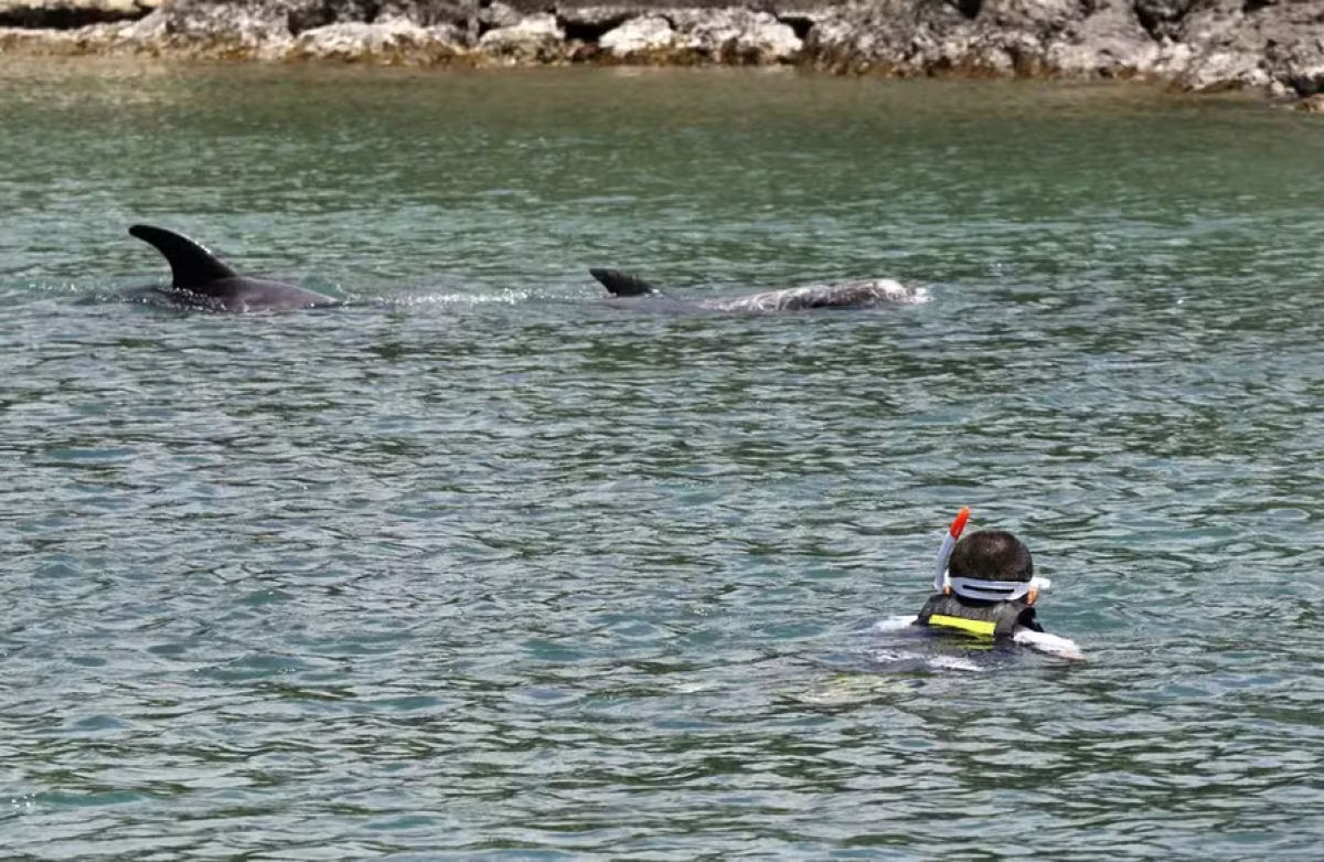 As praias do Japo tm um problema: golfinhos esto atacando e mordendo banhistas