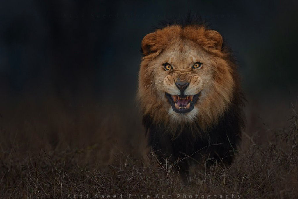 Fotógrafo tira fotos de um leão enfurecido segundos antes dele atacar