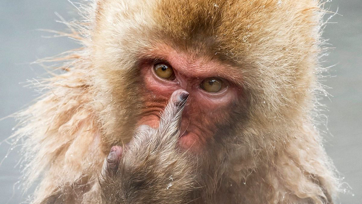 Macacos atacaram mais de 60 pessoas em três semanas em uma cidade japonesa