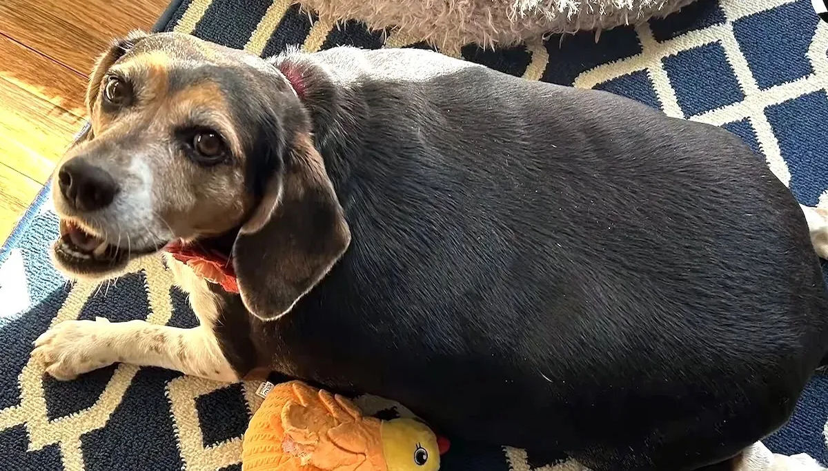 Pai adotivo achou que uma beagle de 32 quilos tinha sido geneticamente modificada