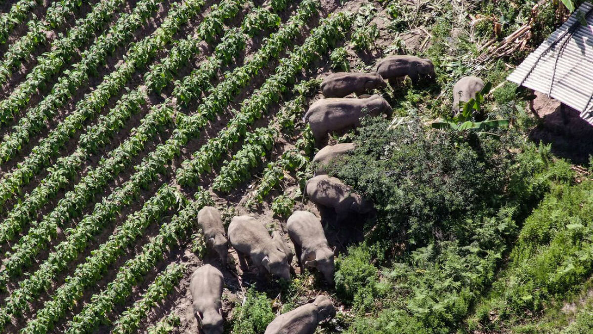 Manada de elefantes regressa a casa depois de mais de um ano vagando pela China