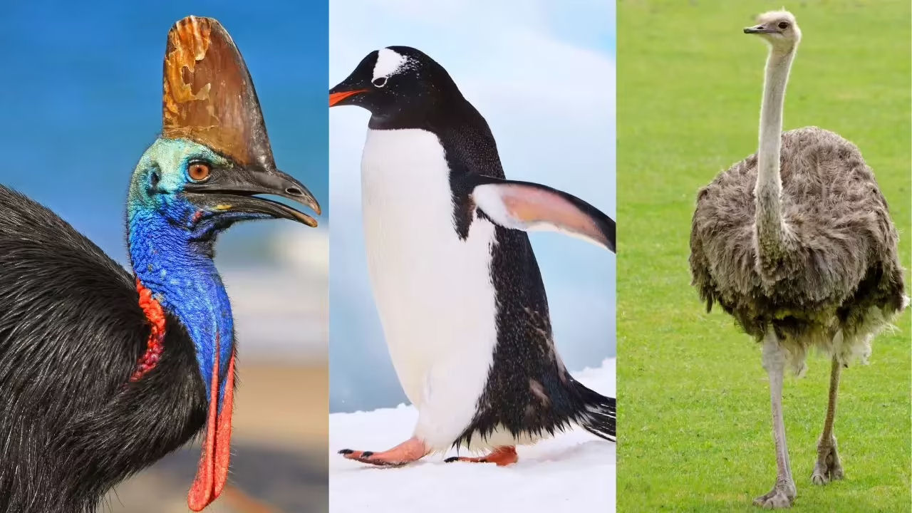 Por que algumas aves no conseguem voar?