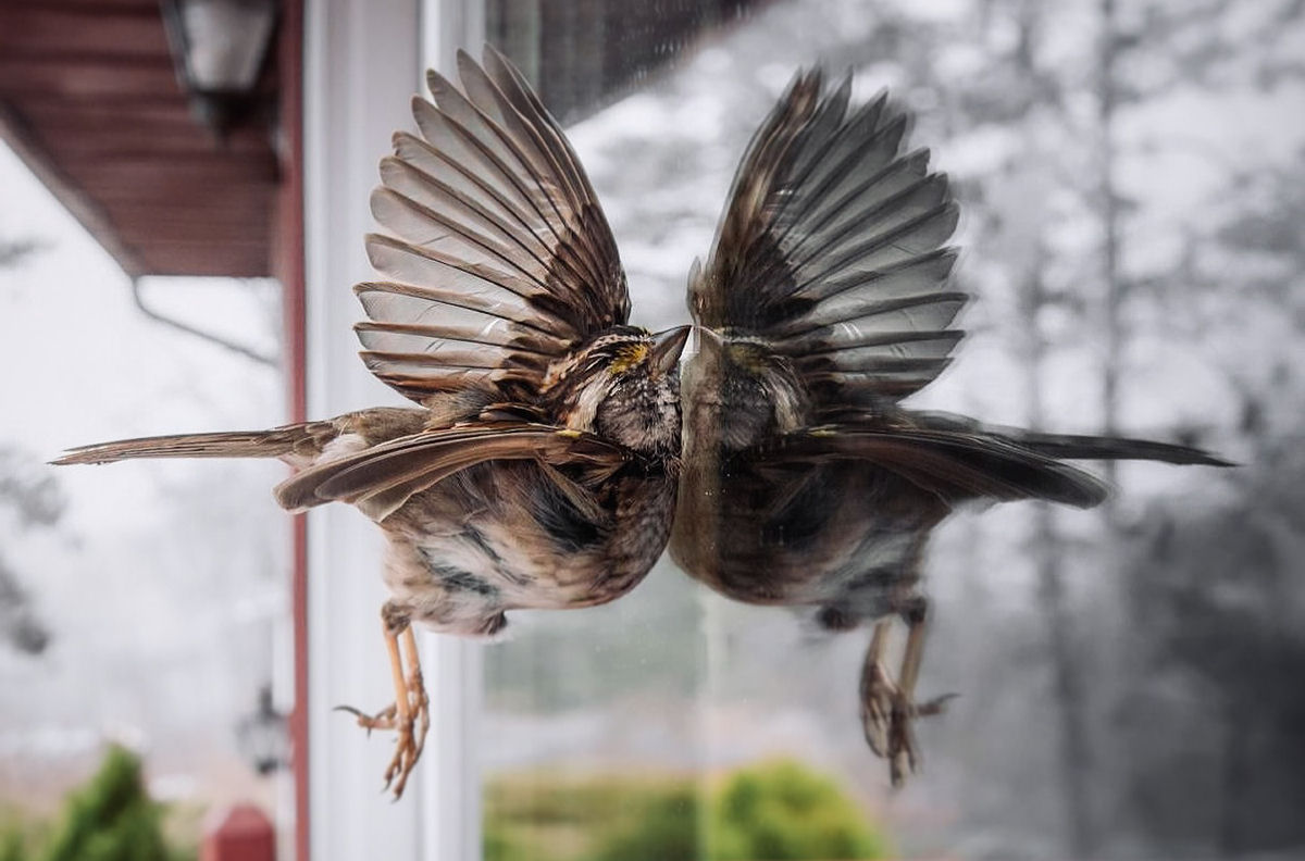 Por que as aves não causam mais tantos acidentes aéreos?