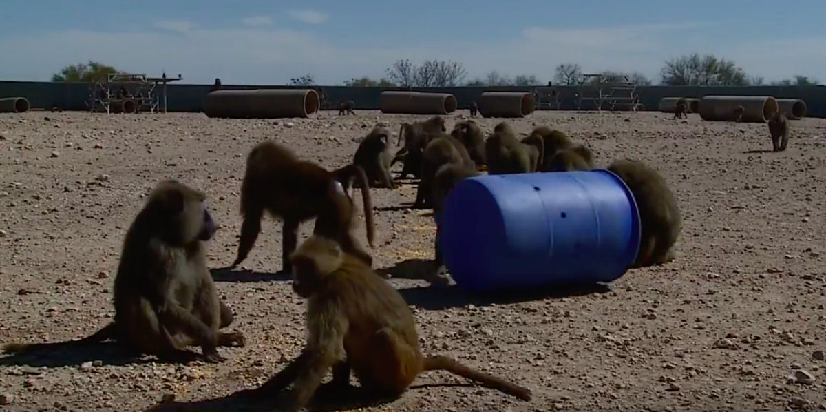 O engenhoso plano de um grupo de macacos para escapar de um laboratrio de pesquisa no Texas 