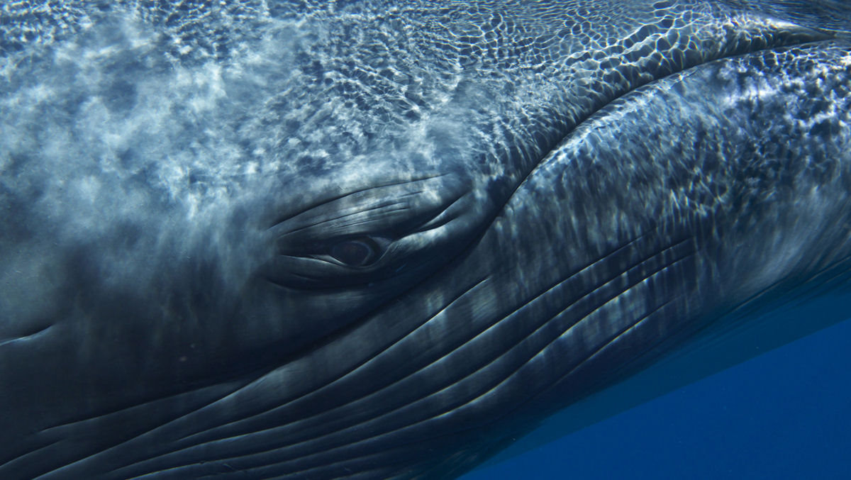 A história comovente da baleia mais solitária do mundo