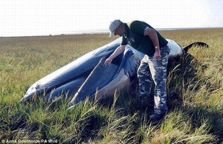 Encontram baleia morta a 800 metros da praia