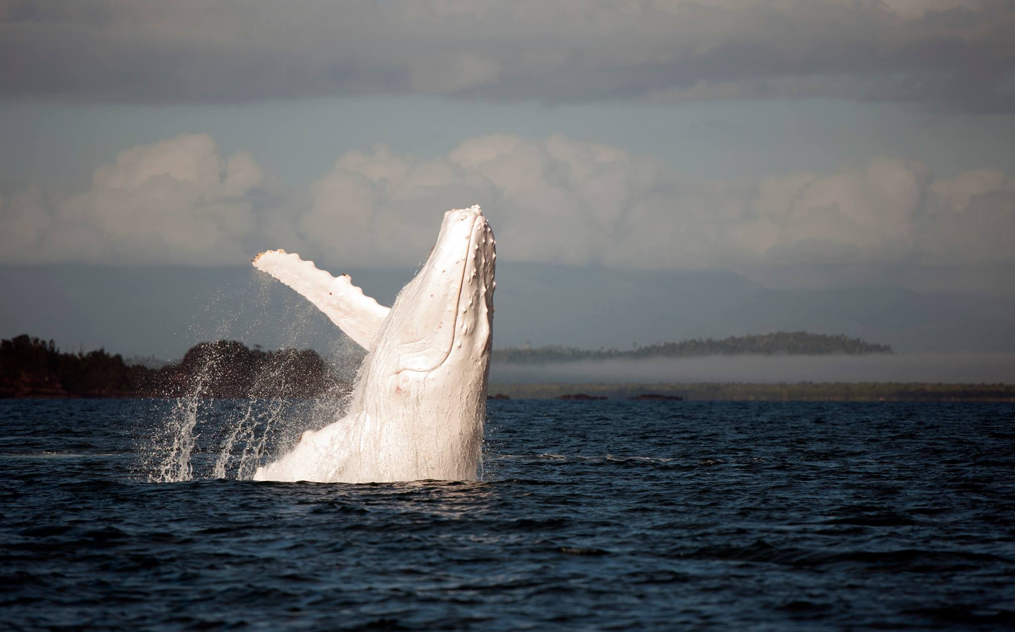 Outro aparecimento estelar de Migaloo, a baleia branca 01