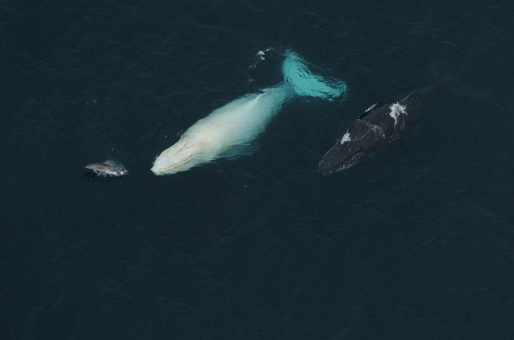 Outro aparecimento estelar de Migaloo, a baleia branca 02