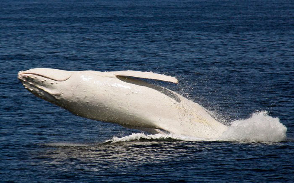 Outro aparecimento estelar de Migaloo, a baleia branca 03