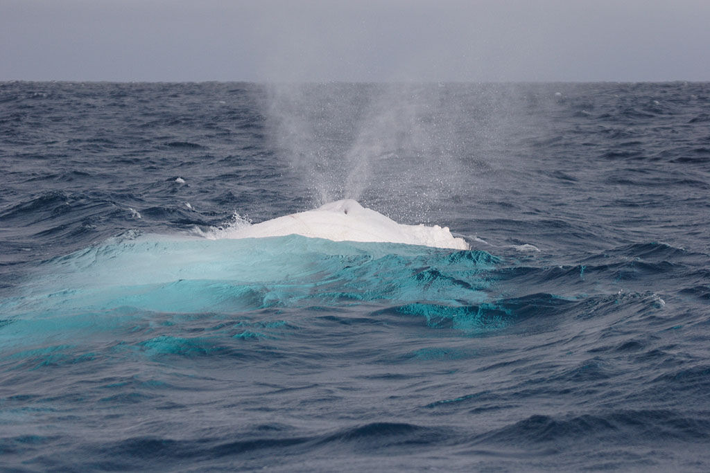 Outro aparecimento estelar de Migaloo, a baleia branca 04