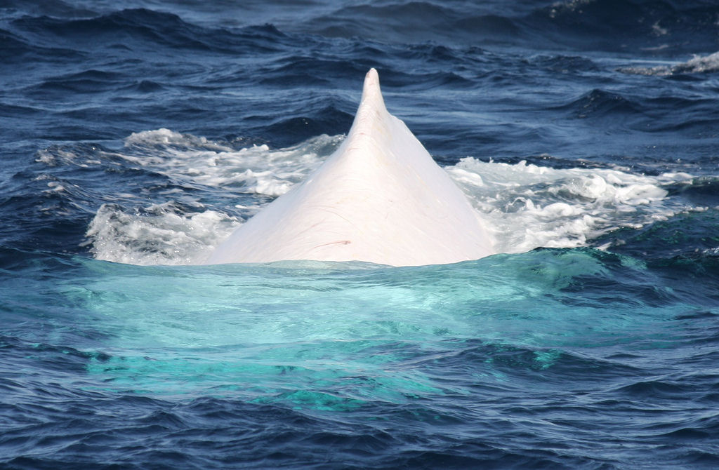 Outro aparecimento estelar de Migaloo, a baleia branca 05