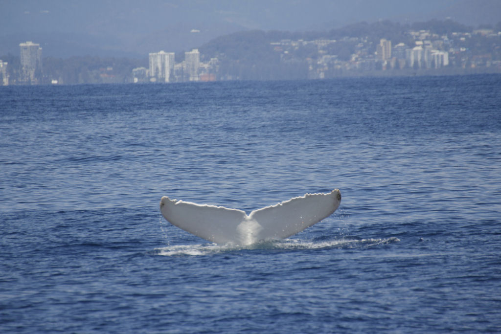 Outro aparecimento estelar de Migaloo, a baleia branca 06
