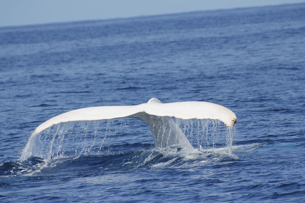Outro aparecimento estelar de Migaloo, a baleia branca 07