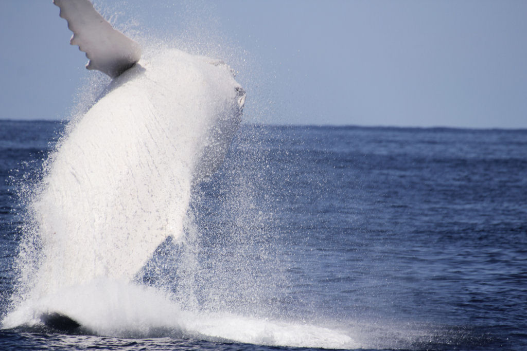 Outro aparecimento estelar de Migaloo, a baleia branca 08