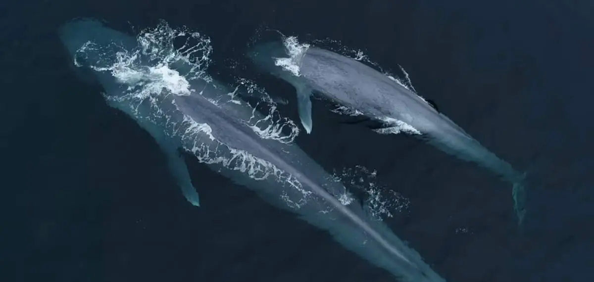 Lancha enorme, parece um pedalinho ao lado de baleias-azuis
