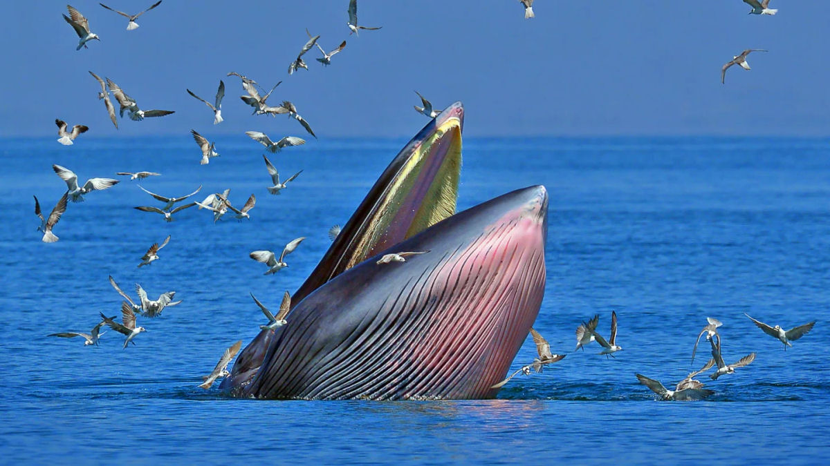 Imagens raras de drone mostram a alimentao das baleias-de-Bryde