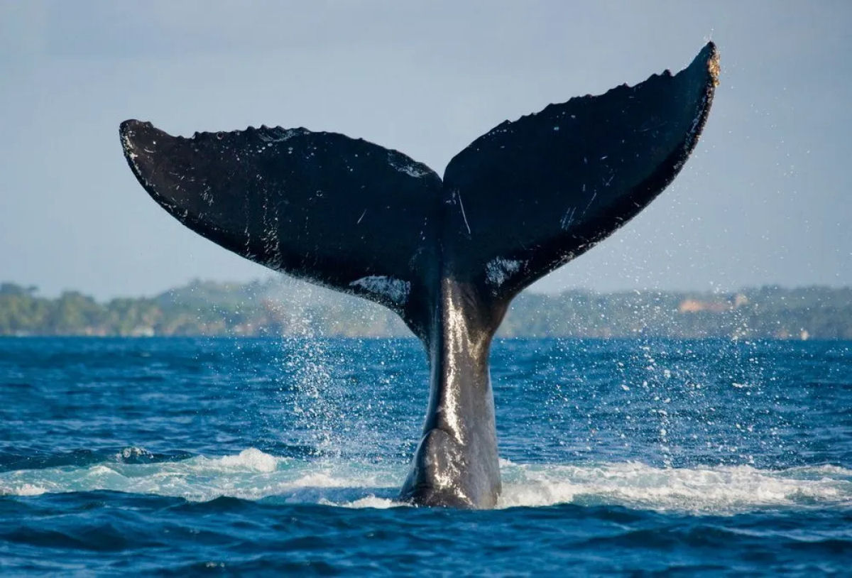 O que está por trás do australiano que filmou uma baleia 