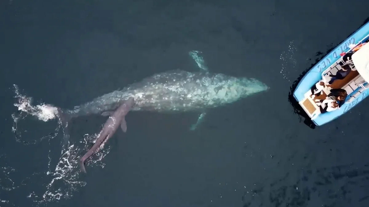 Baleia-cinzenta d  luz em frente a barco de observao de baleias