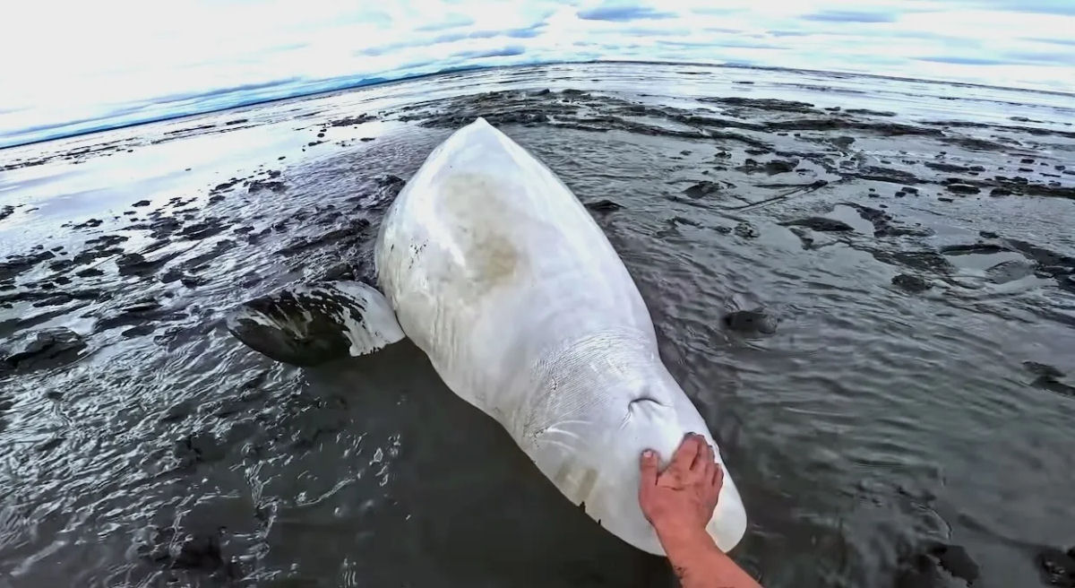 Caiaquistas compassivos empurram uma baleia-beluga de 1.580 kg encalhada de volta ao oceano
