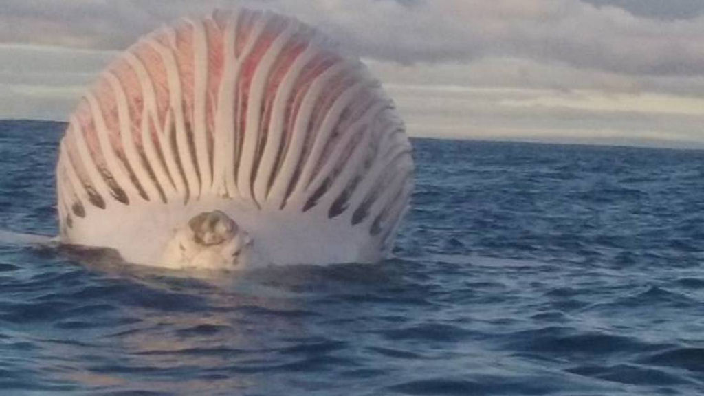 O que seria este balo enorme e fedido flutuando no Oceano ndico?