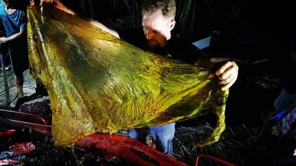 40 kg de sacolas plsticas foi a causa da morte desta baleia nas Filipinas