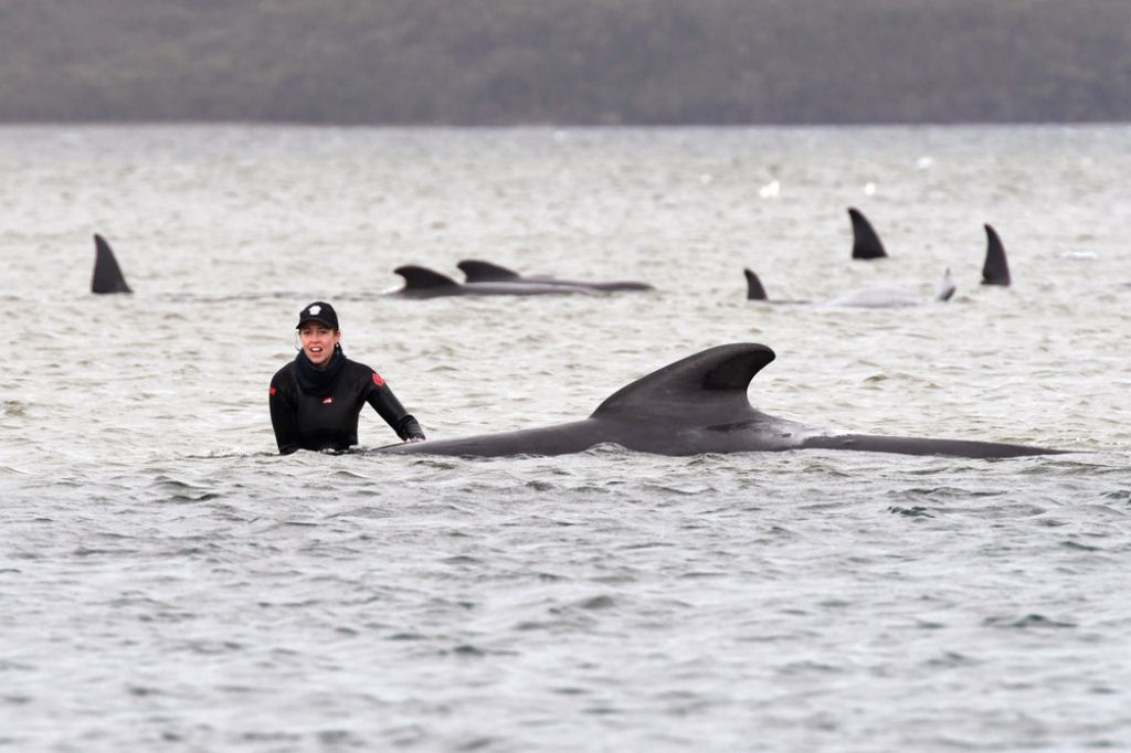 Ao menos 270 baleias estão encalhadas na costa da Austrália e as autoridades tentam resgatá-las